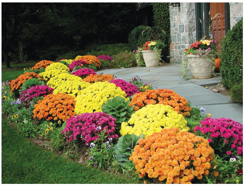 An insect repealing flowerbed