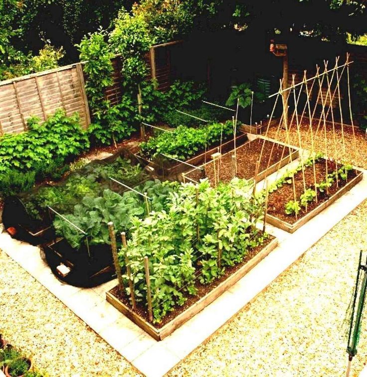 Backyard low maintenance veggie garden.