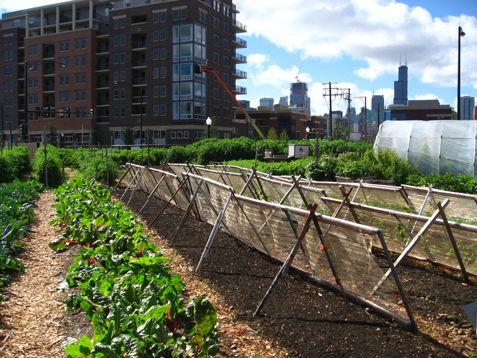A community garden in the middle of the city.