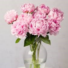 Peonies in a vase