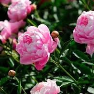Peonies shrub