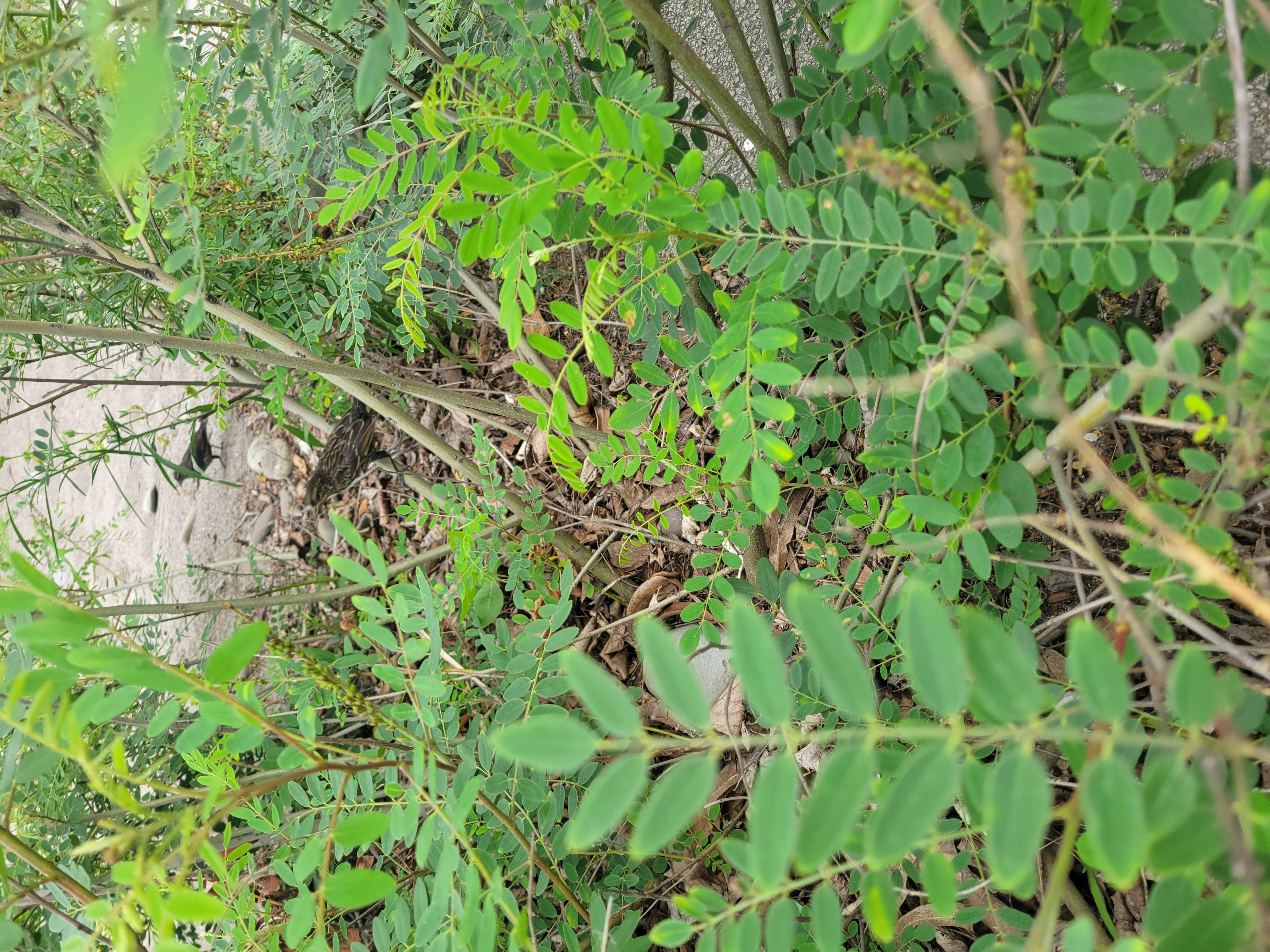 Hamilton Beachstrip Trail with Birds