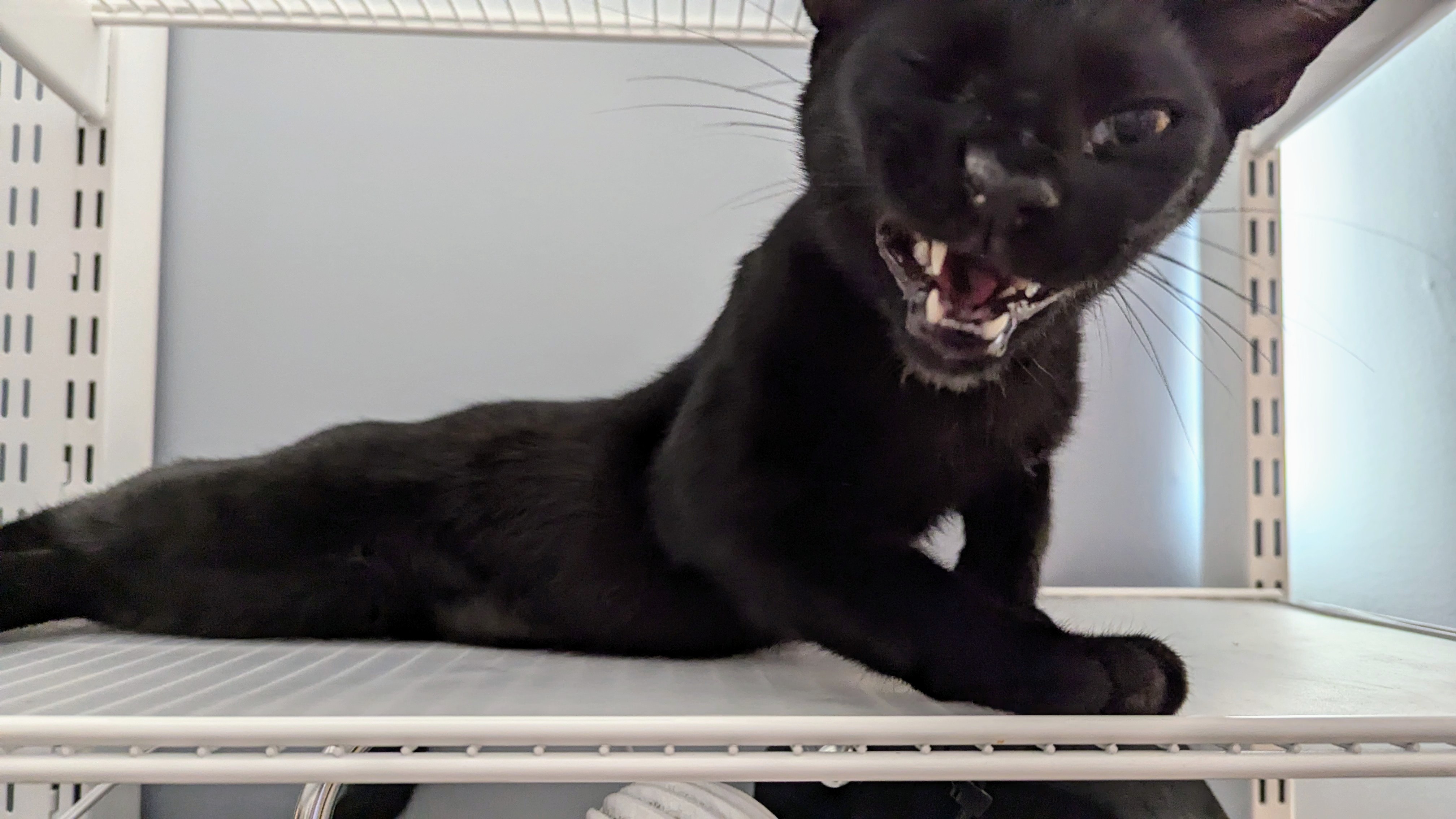 Moon the Cat in mid-yawn