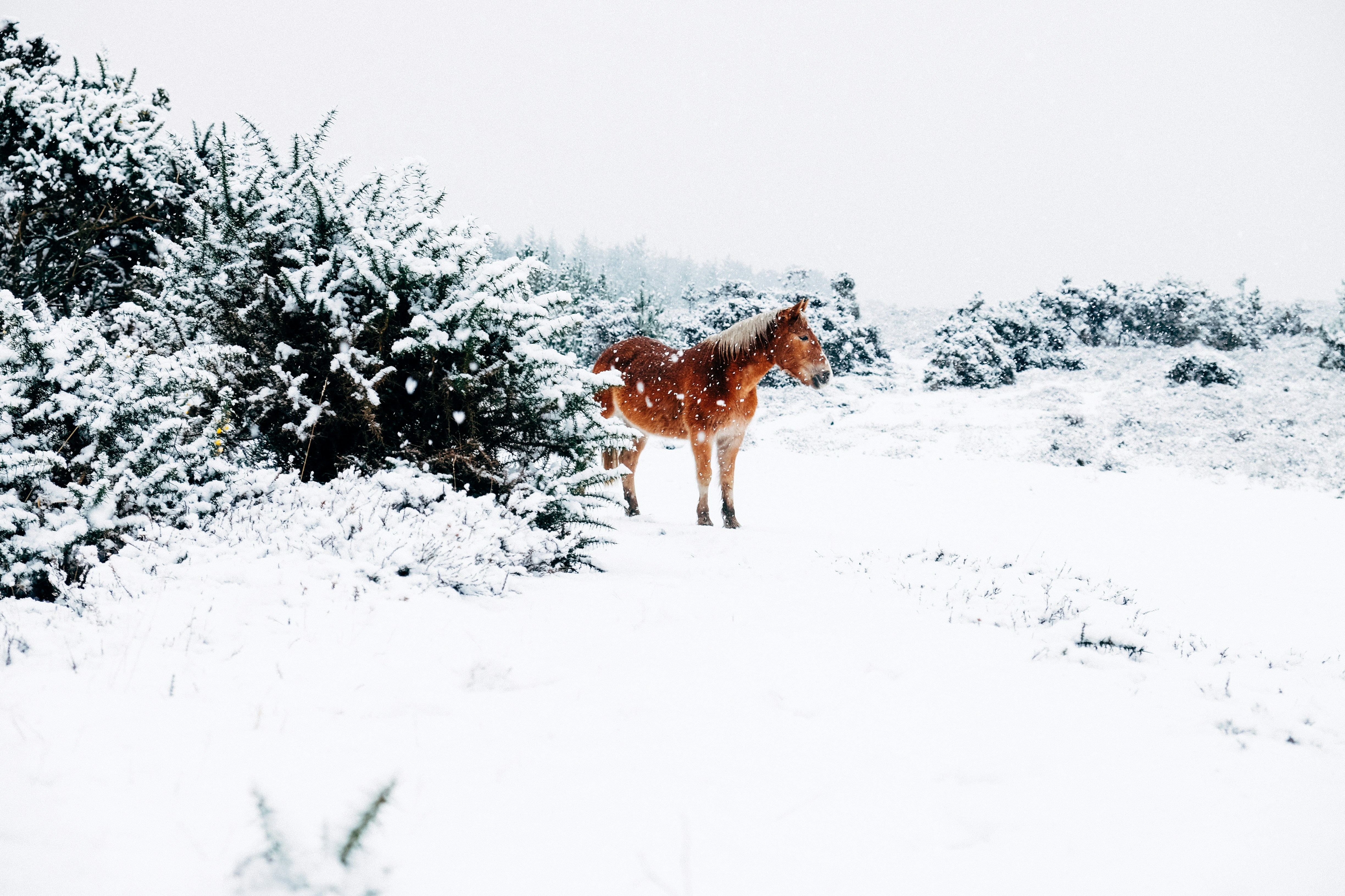 photograph of a donkey standing in the snow