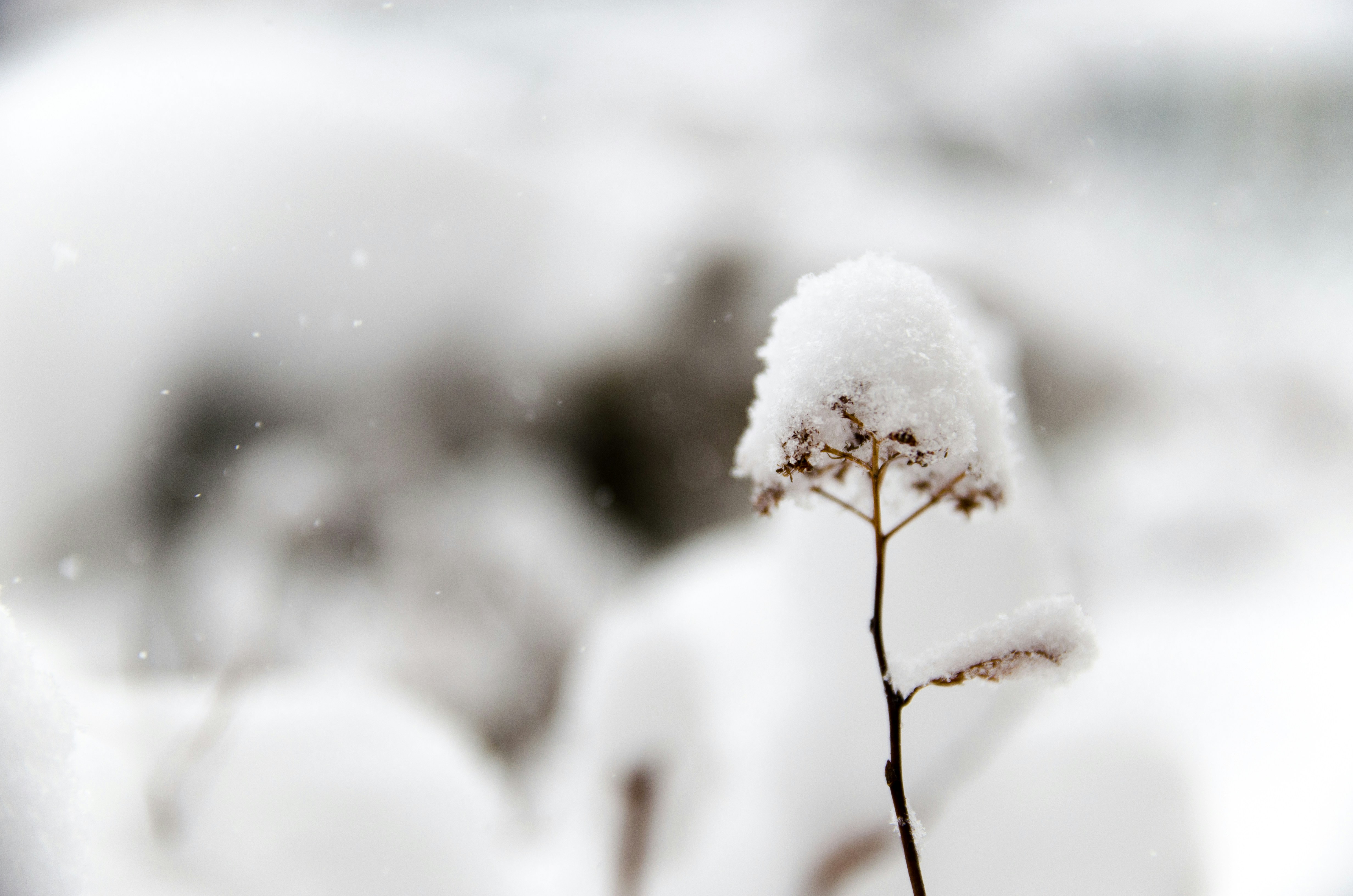 photograph of dried flower in the snow