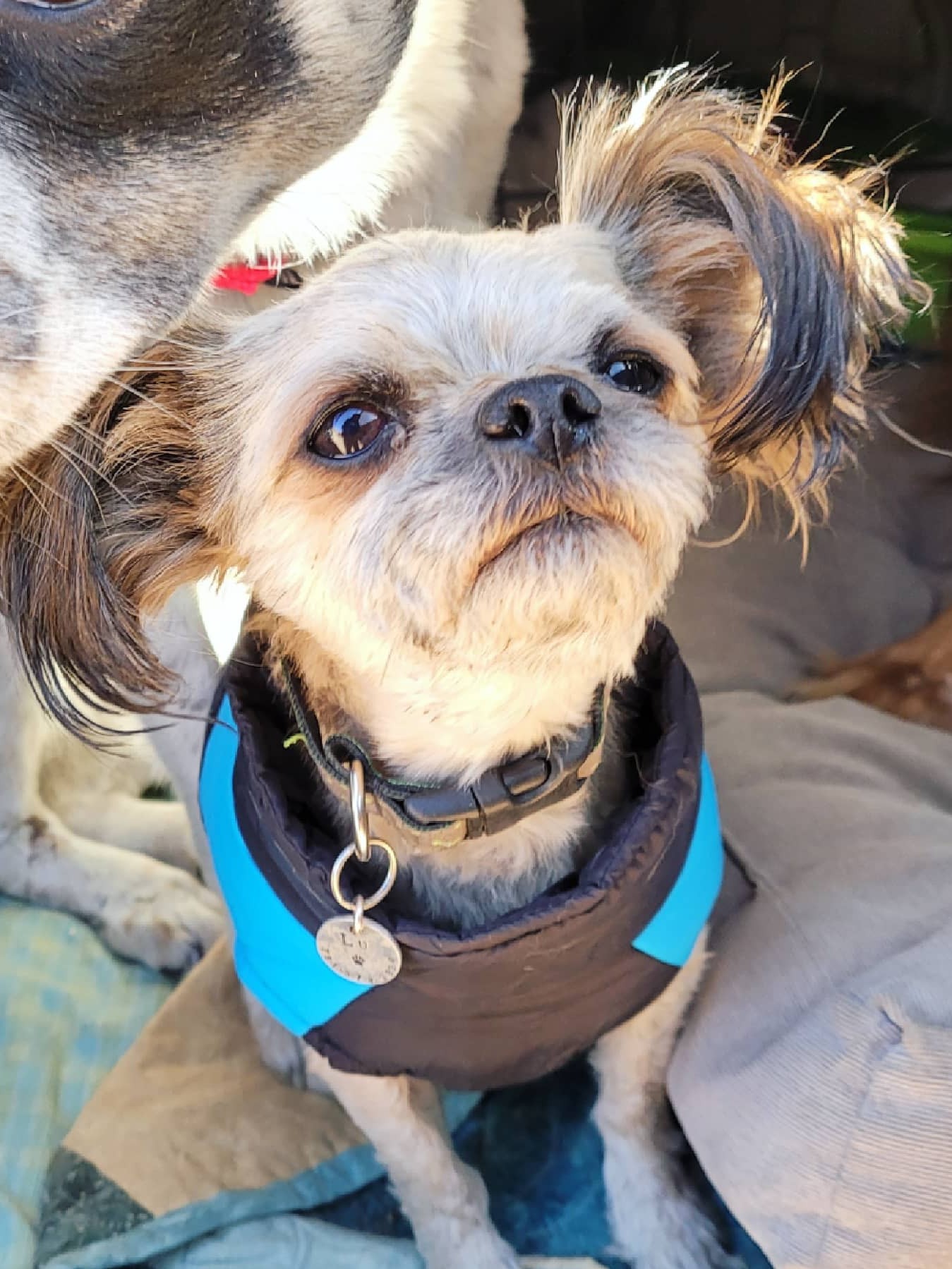 a small tan dog with dark ears wears a blue and black coat and looks up at the camera