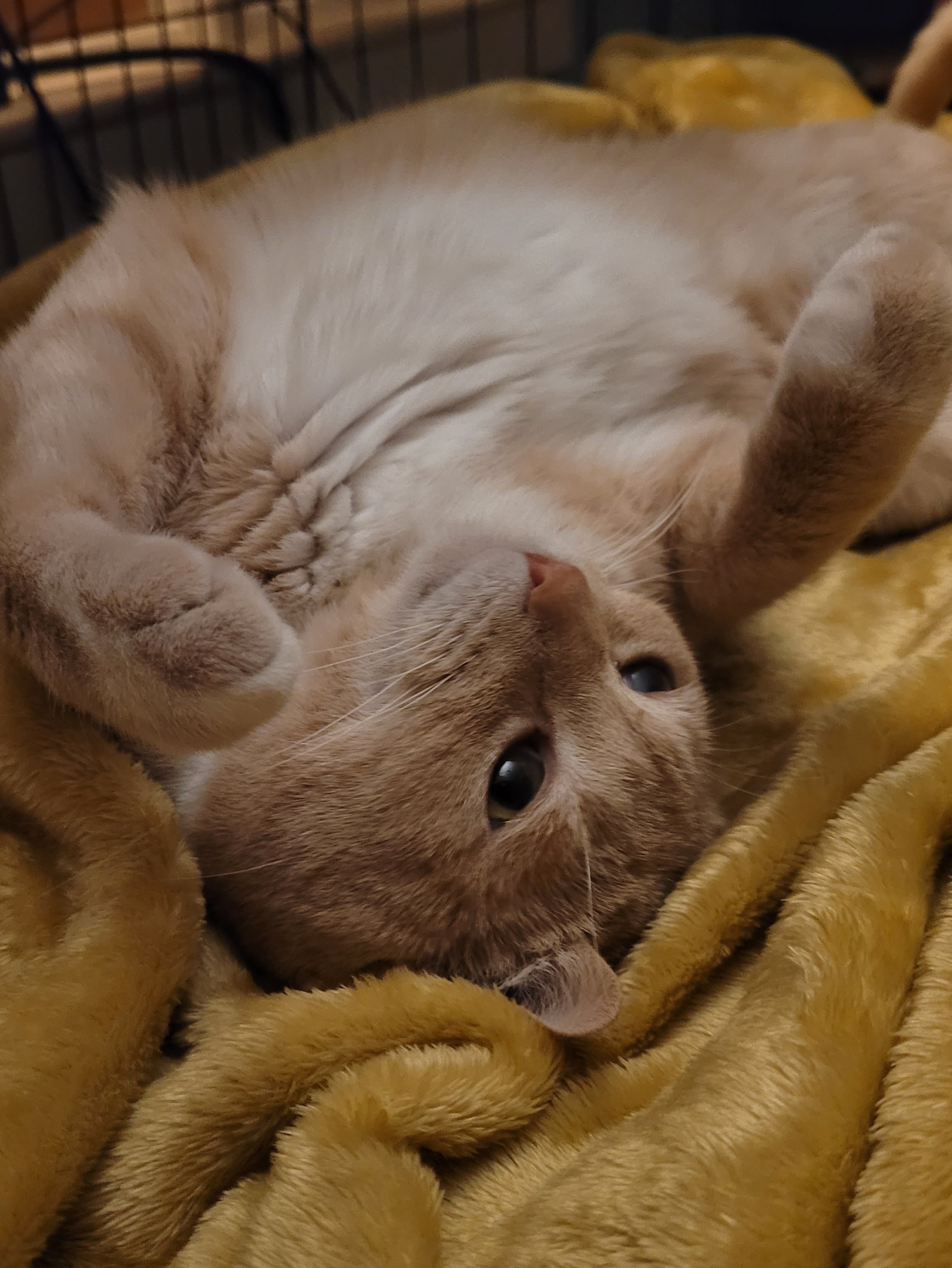 a small ginger colored cat with a white belly rolls over on a soft yellow blanket