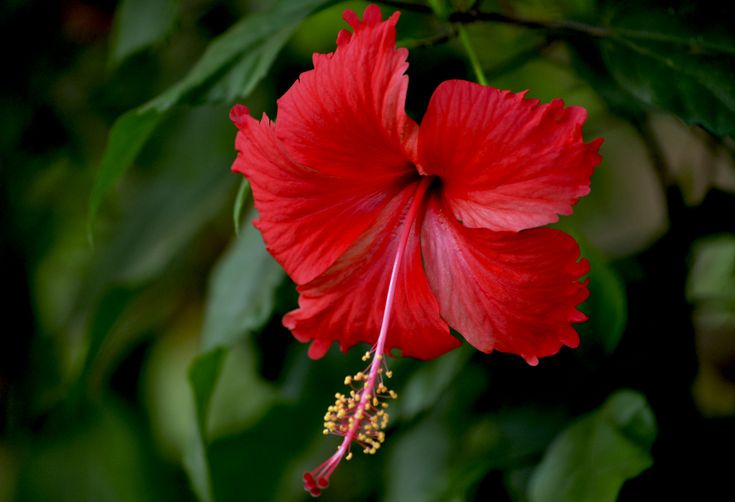 hibiscus flower