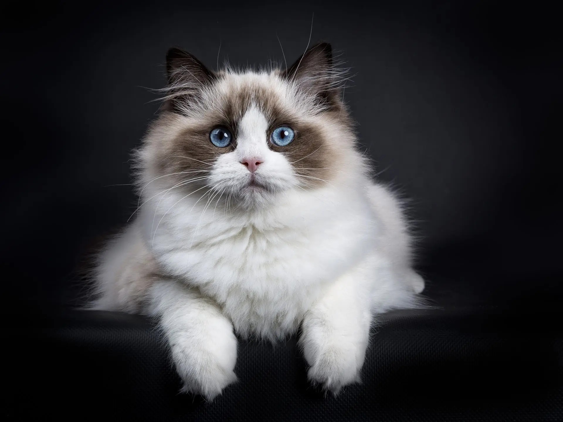 Ragdoll Cat