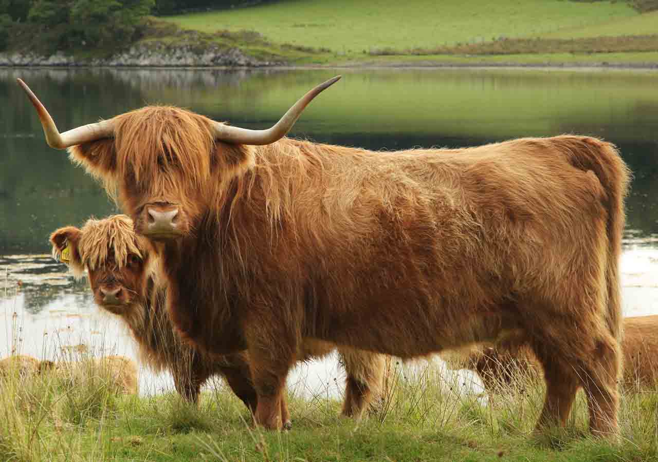 Highland cow