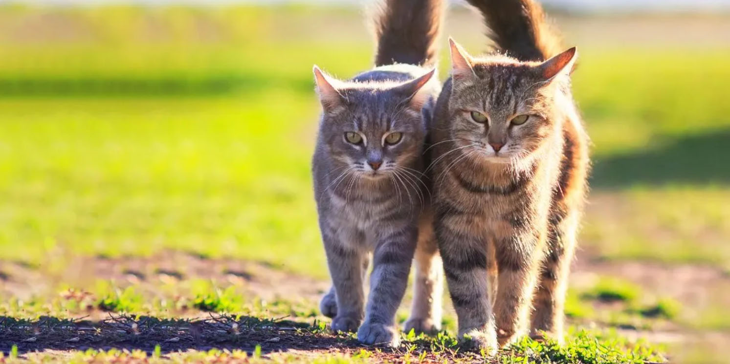 Zwei Katzen im Freien