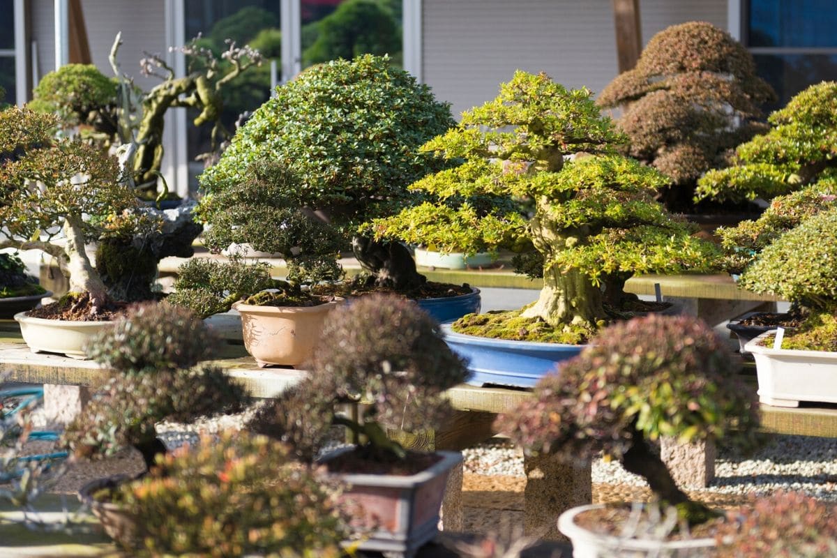 bosai trees in pots