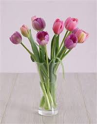 colorful tulip in vase