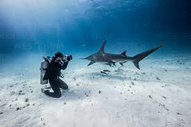 Shark Diving