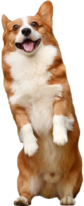 corgi dog standing