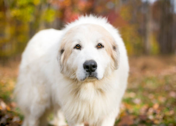 Great Pyrenees in the woods