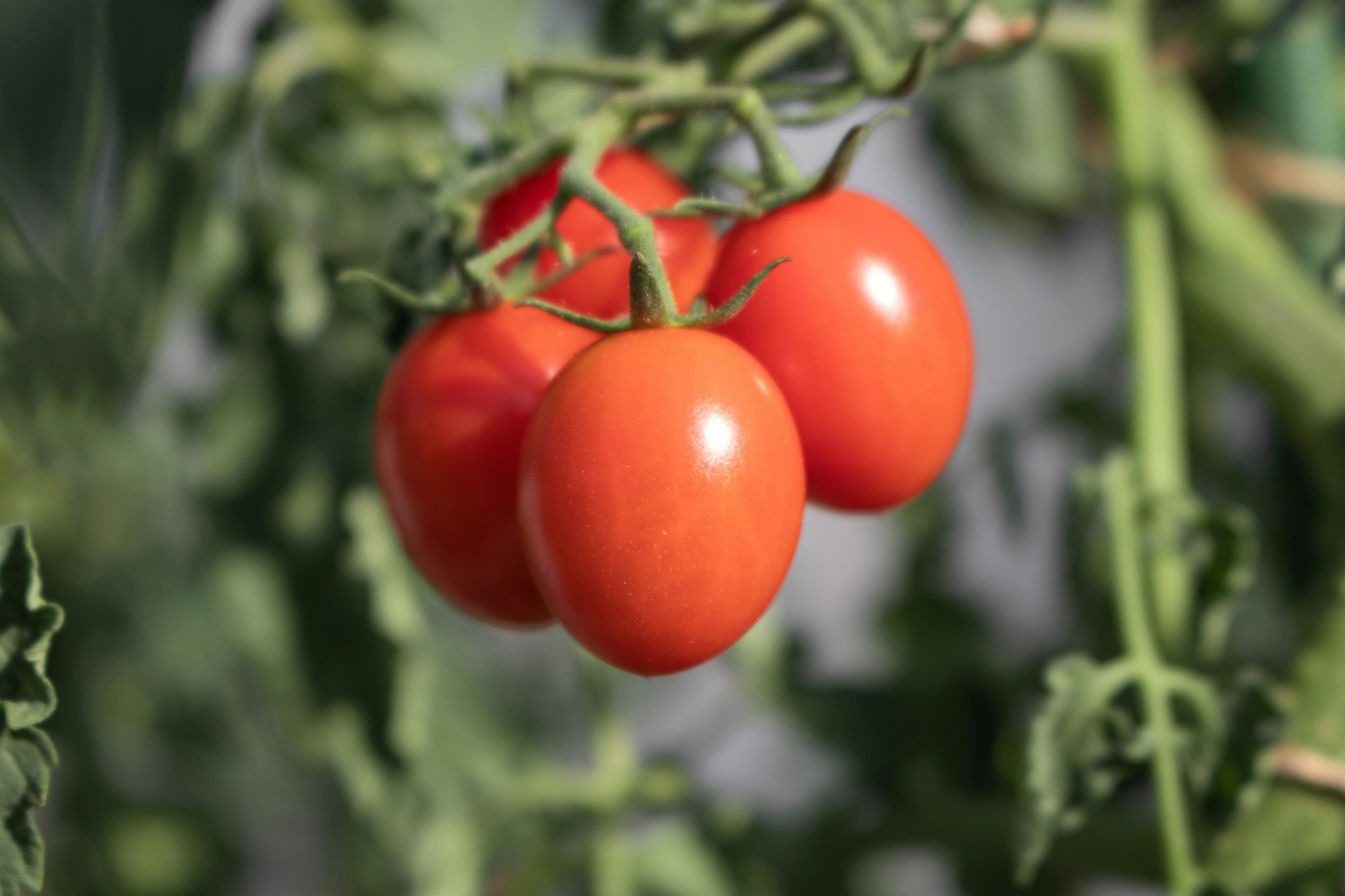 grown-tomatoes