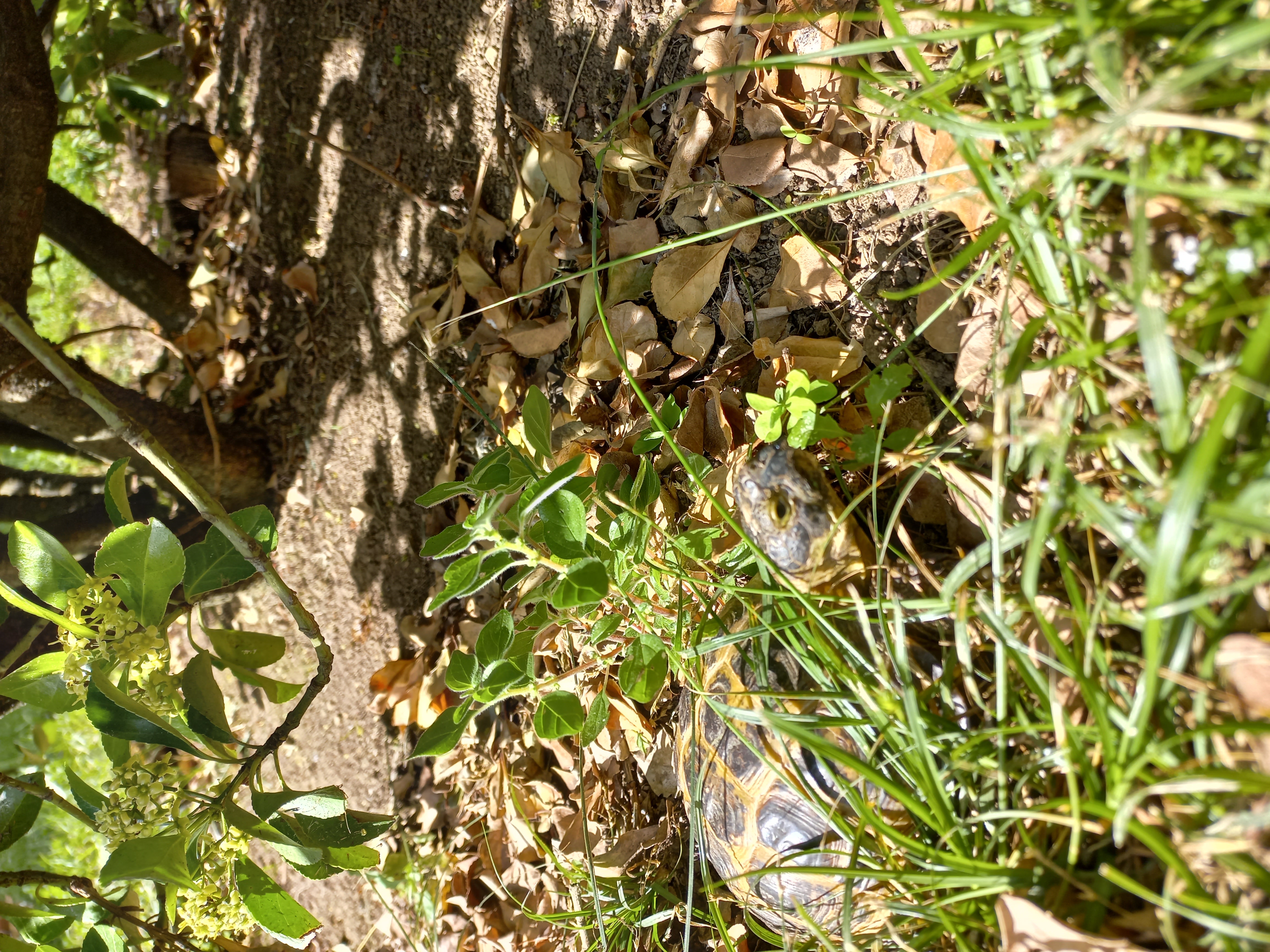 Enrique out for a walk