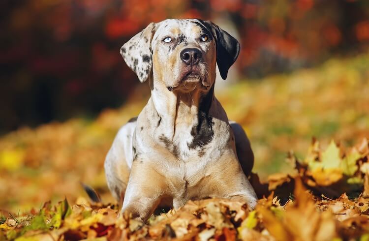 Catahoula Leopard Dog