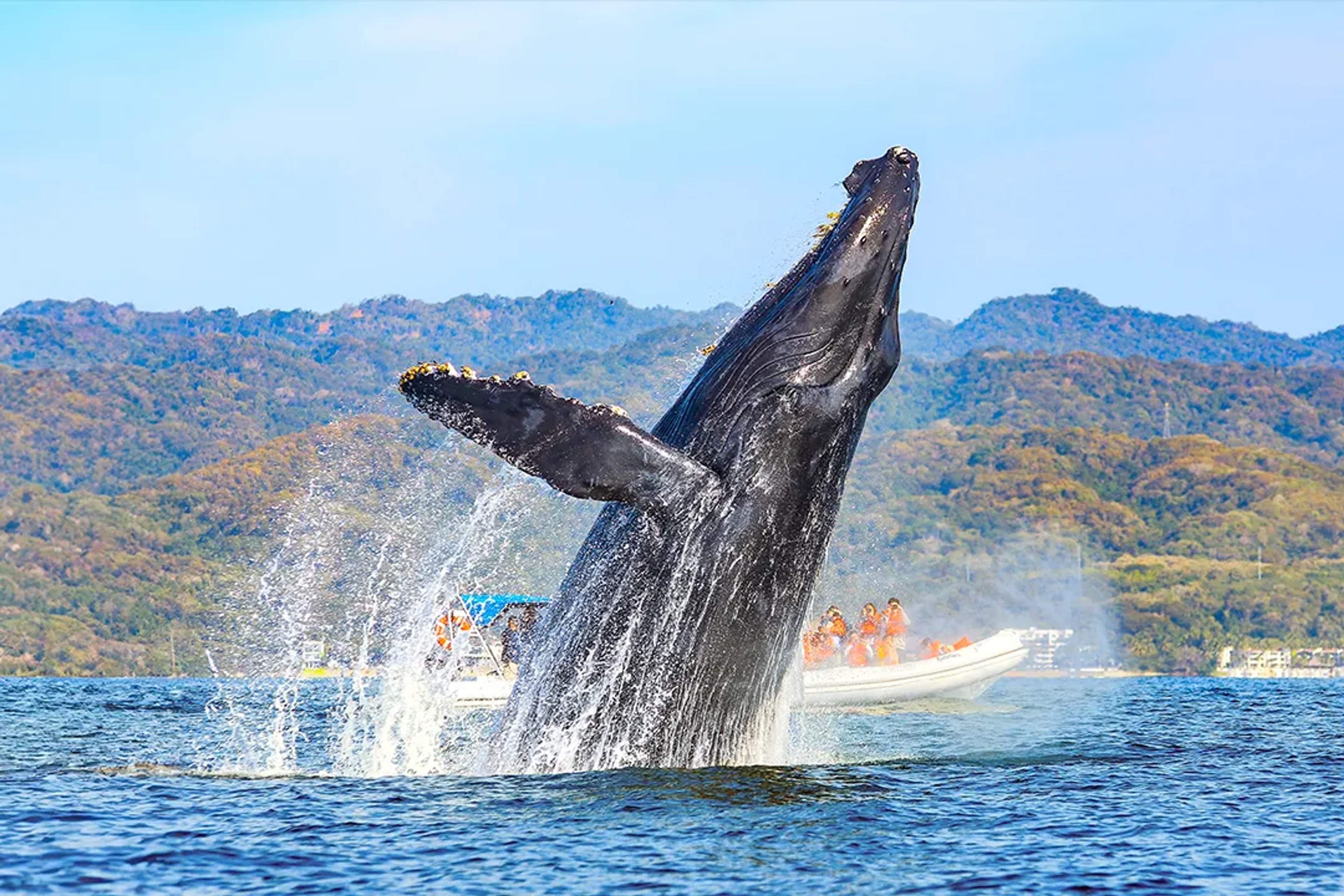 breechingHumpbackWhale