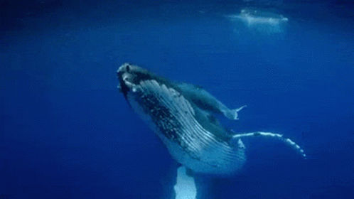 whale underwater