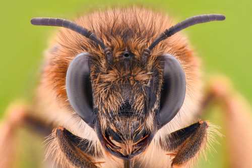 Close-up of a bees face