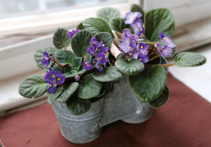 african violet