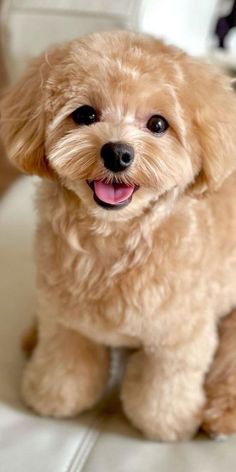 Apricot Cavapoo photo