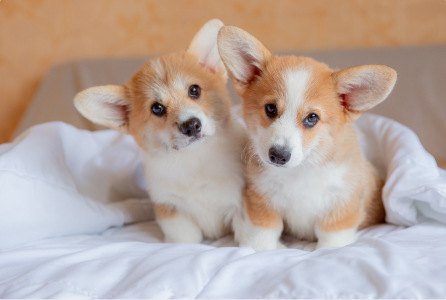 Corgis