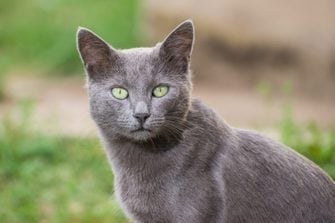 Gray Cat
