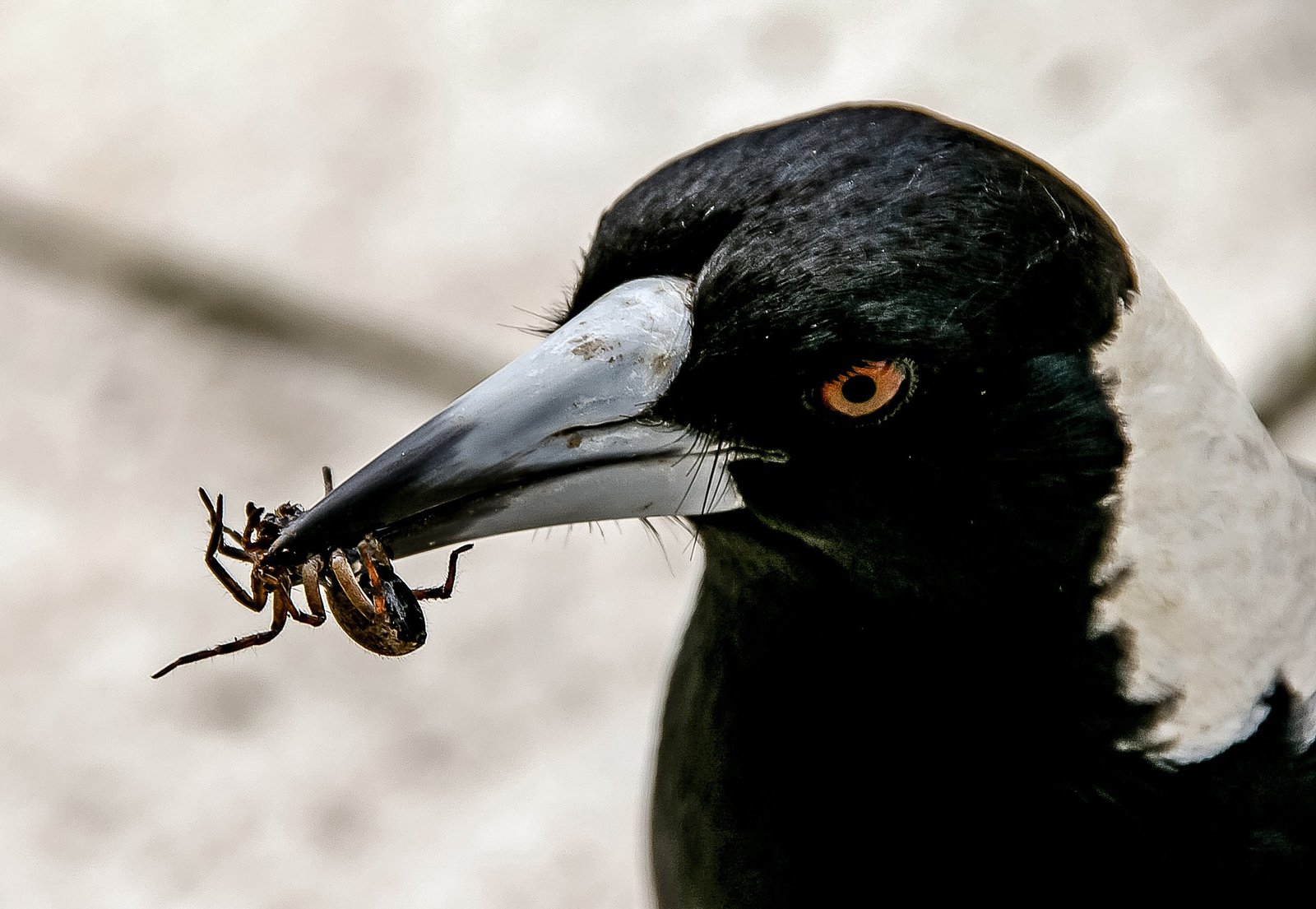Australian Magpie