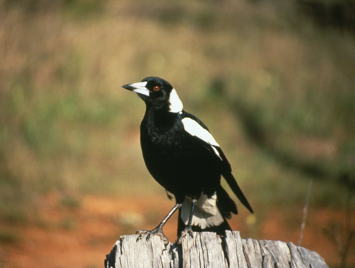 Magpie
