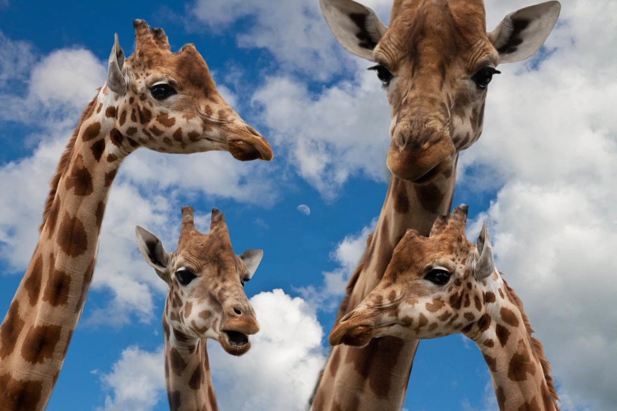 Family of giraffes