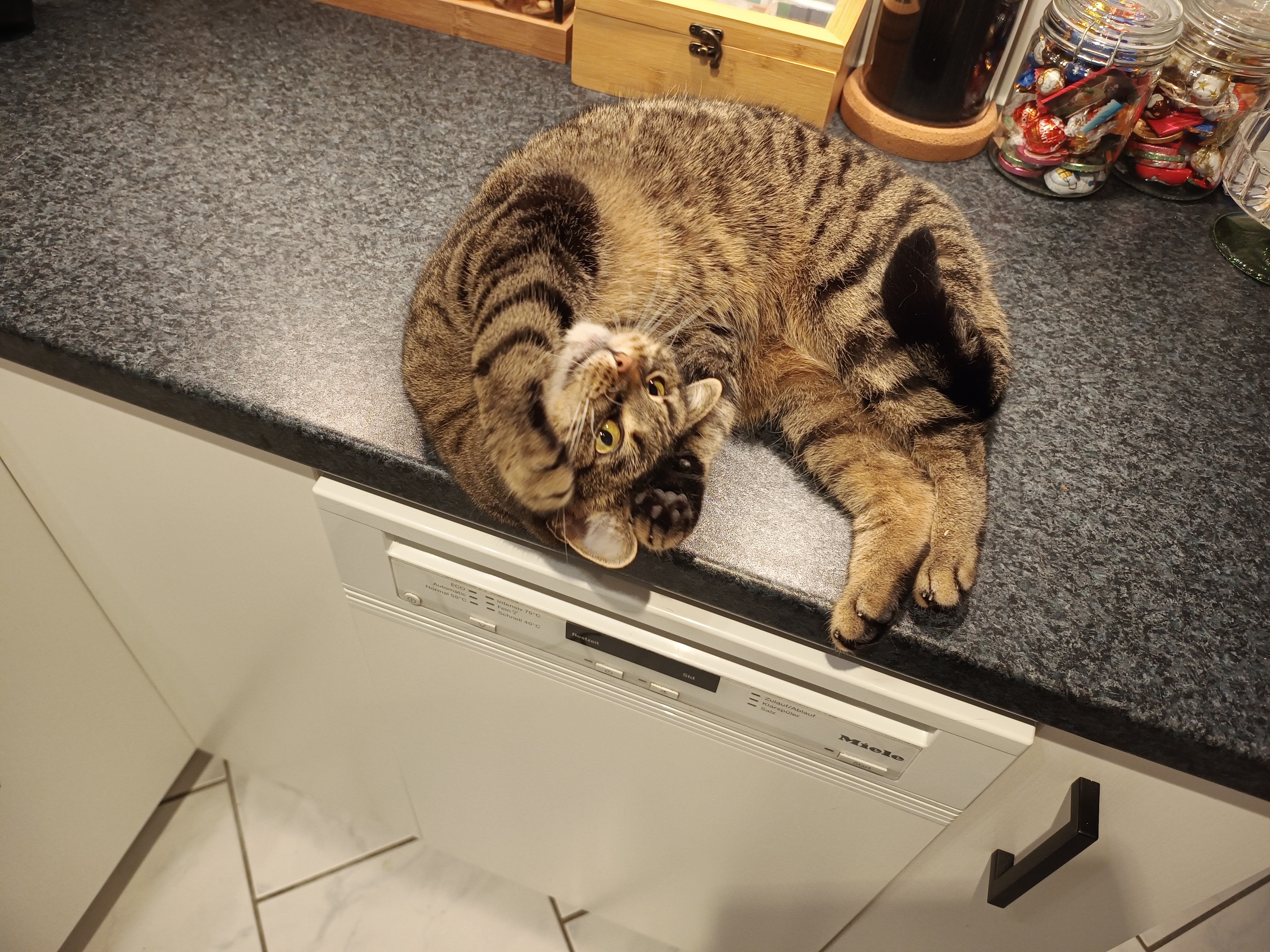 Cat making cute face on counter