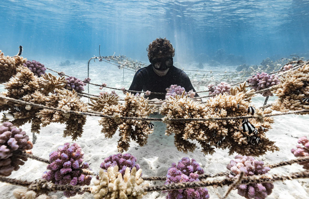 Vibrant coral garden
