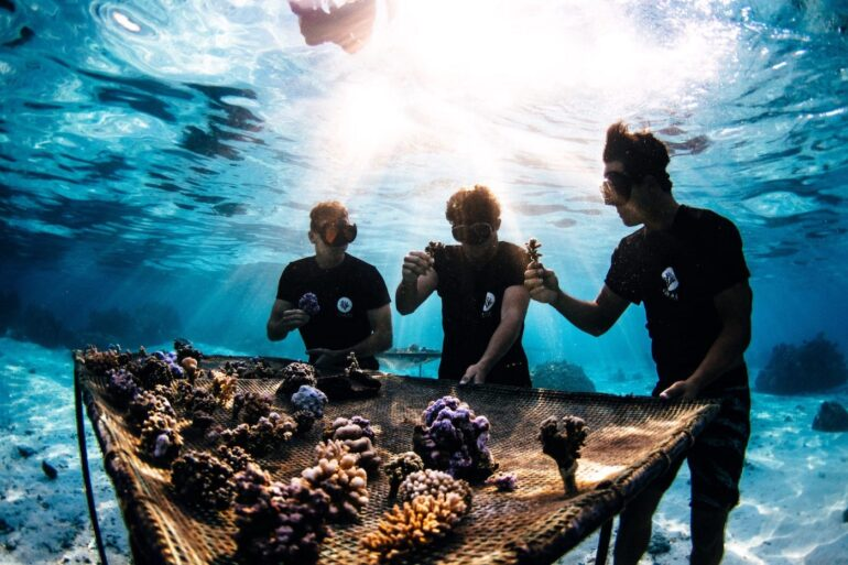 Coral Gardeners planting corals