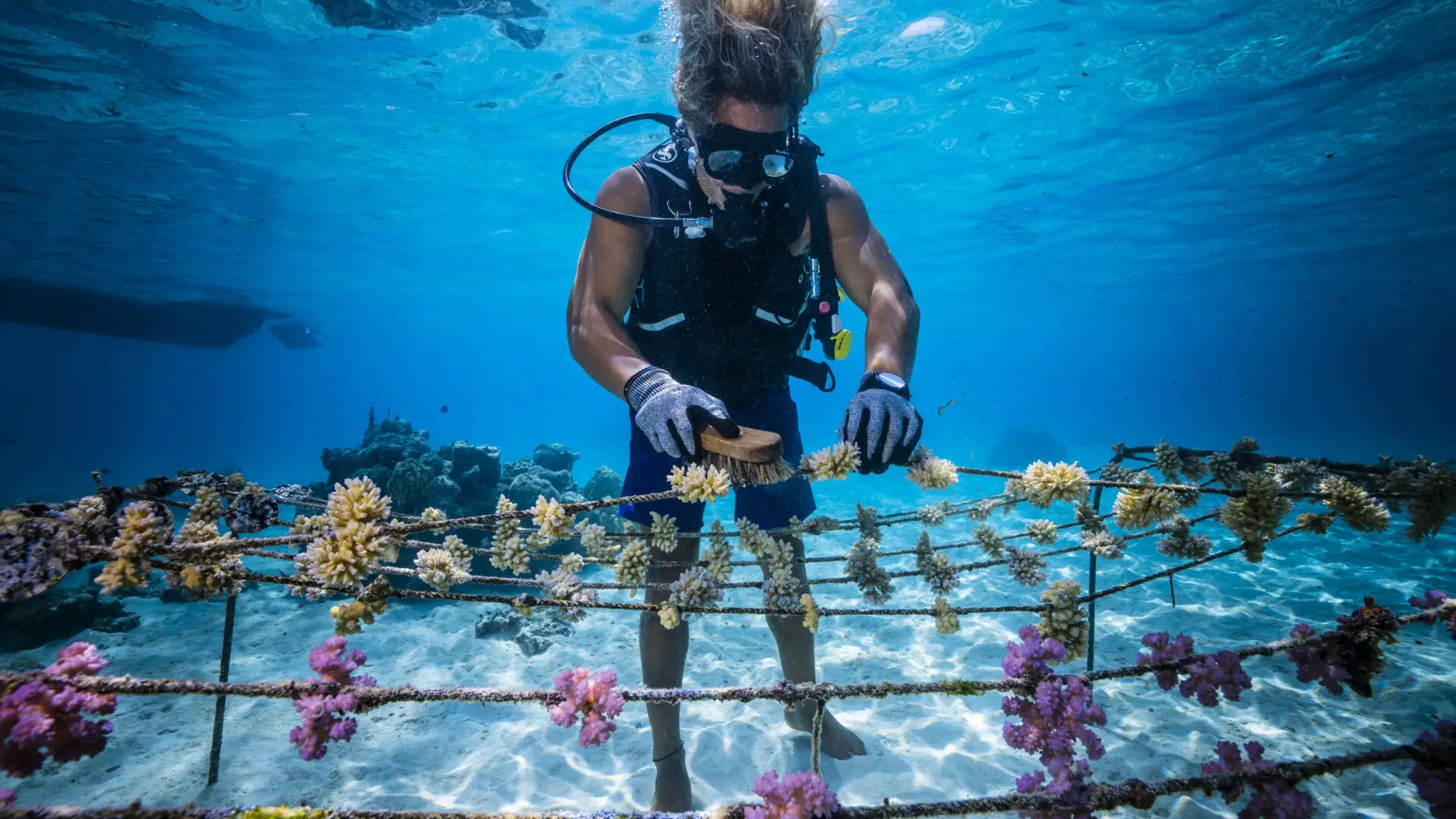 Coral Gardener scrubbing corals
