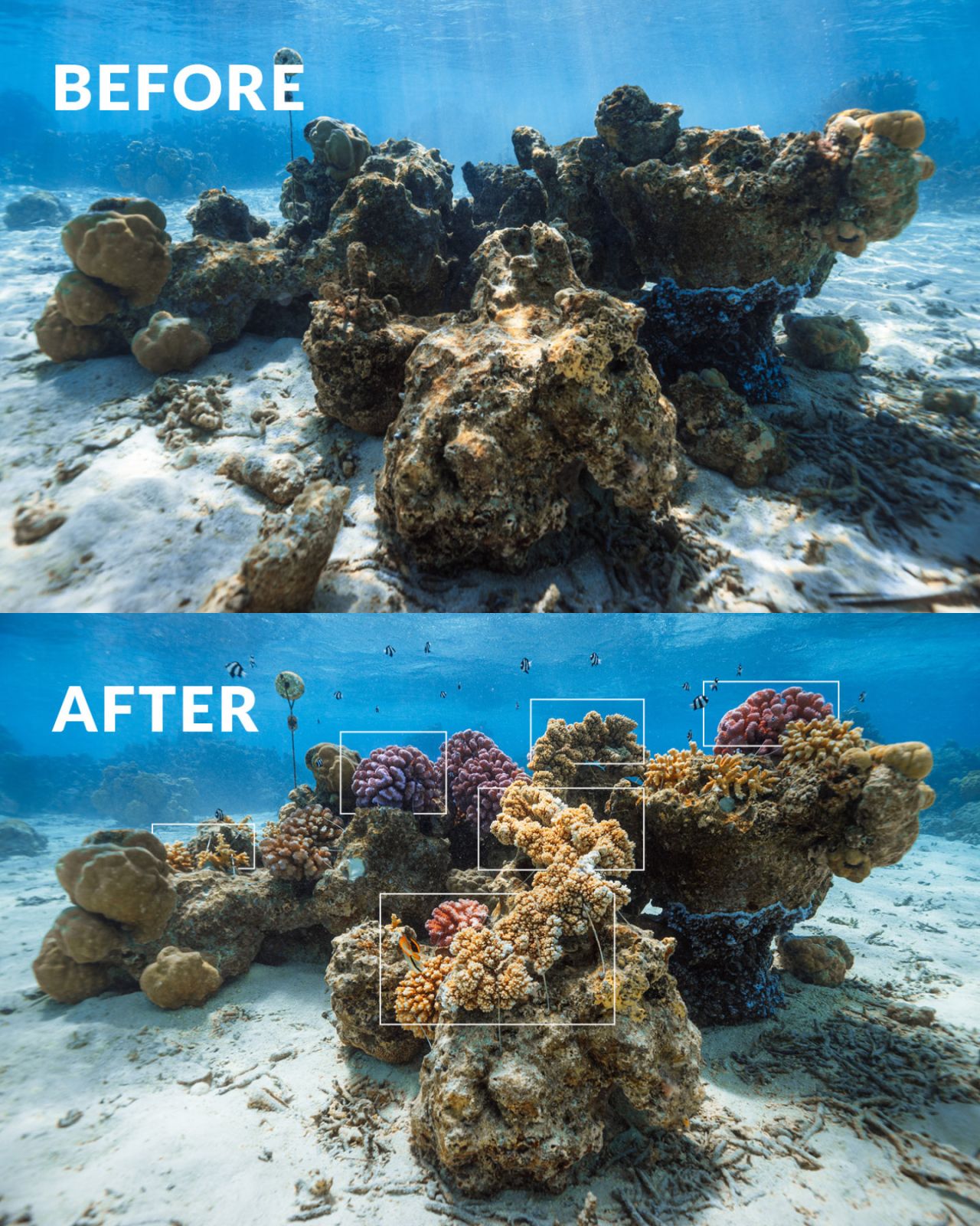 Underwater view of coral
