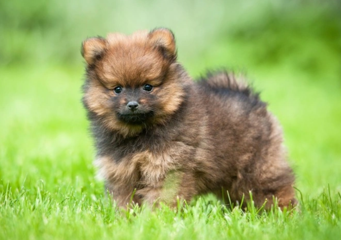 a small dog looking directly at the camera in green grass