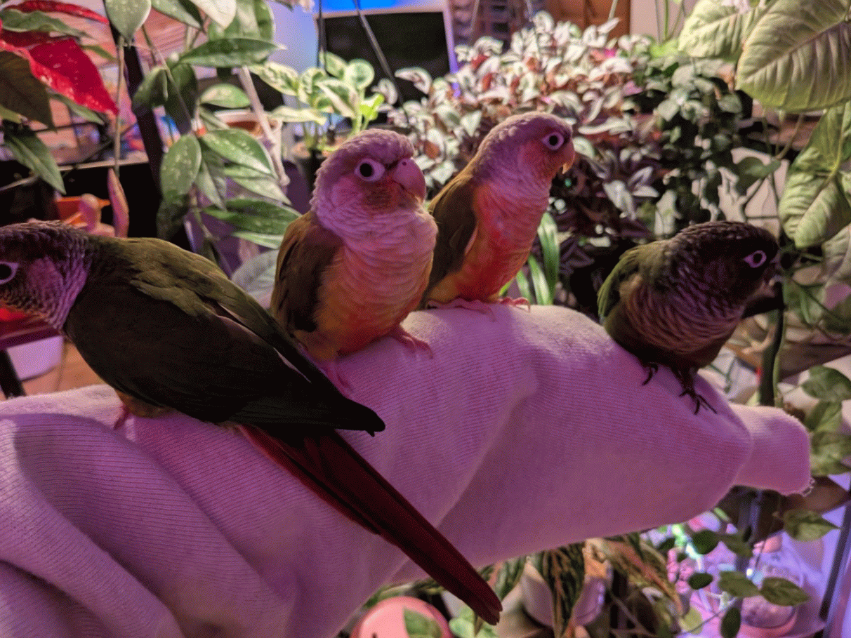 An animation of the creators small flock of green cheeck conures starting on the left is Sunny, 2 year baby bird; Sherbert, 7 years, mama bird; Cher 2 years, baby bird, and Einstein 7 years, daddy bird.