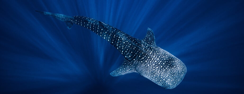 Whale Shark