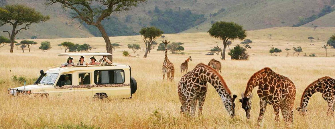 Wildlife tourism