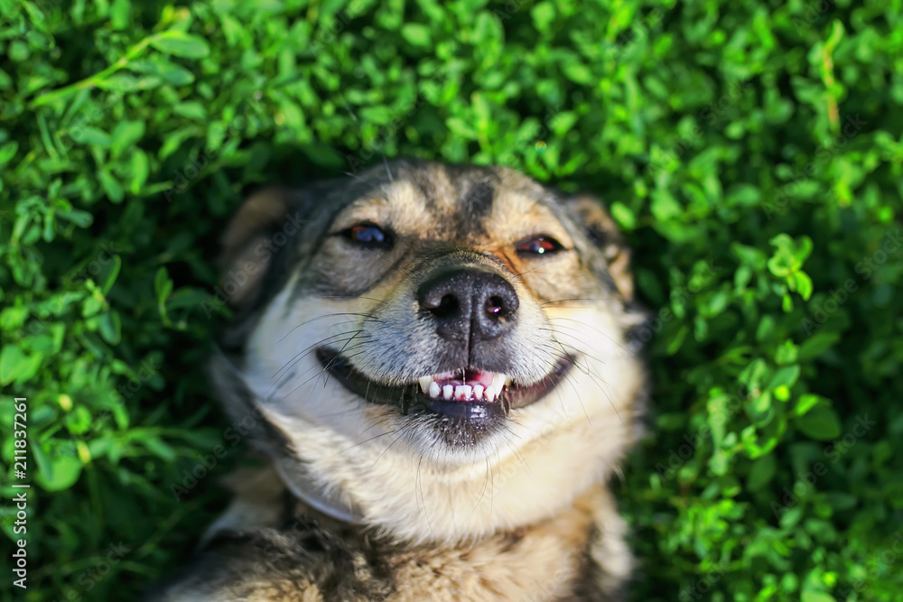 Dog Smiling