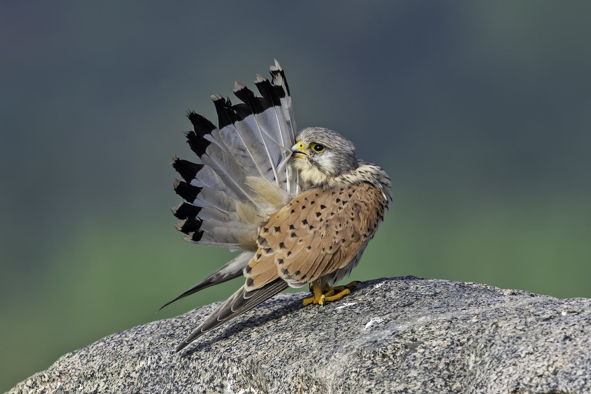 Male kestrel preening its tail feathers