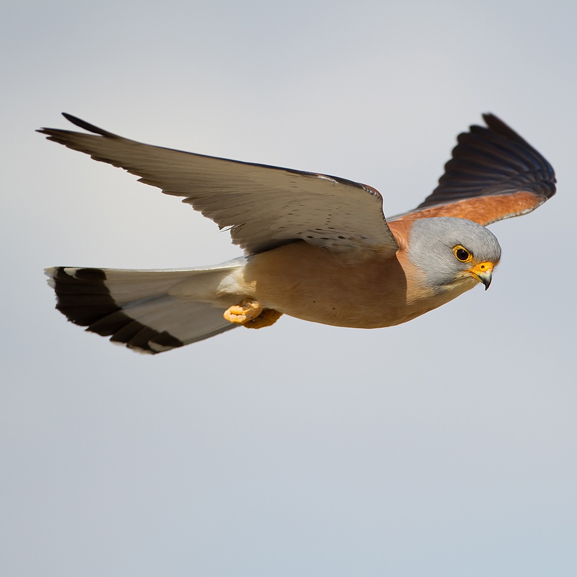 Picture of a male Kestrel flying