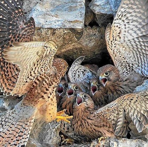 Female kestrel feeding its chicks in their nest