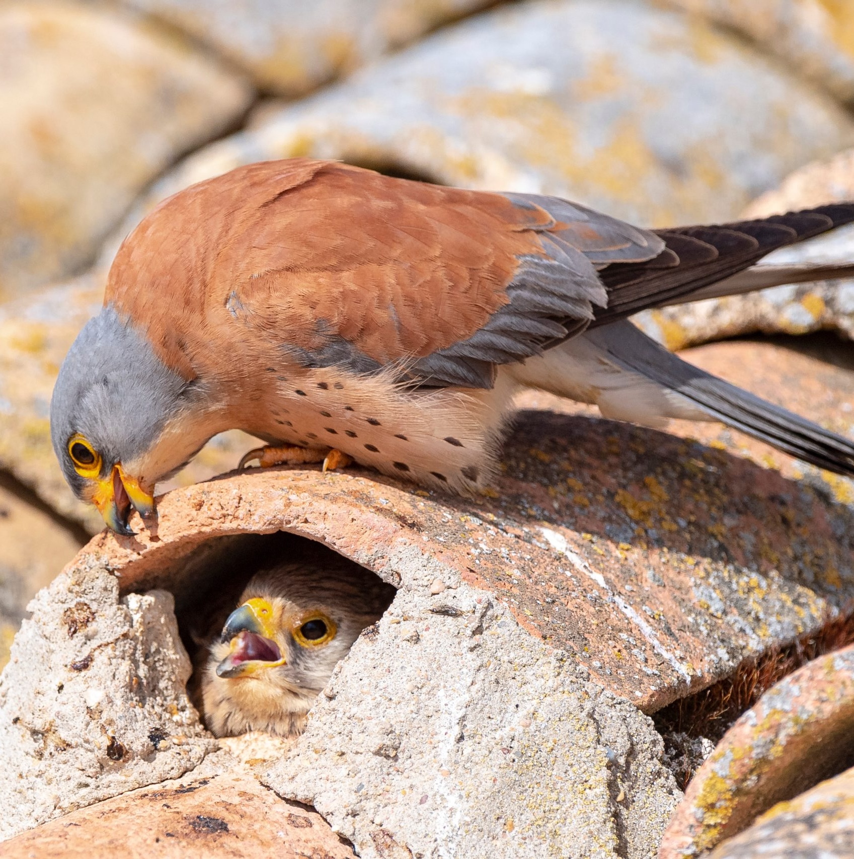 Picture of a female kestrel inside her nest under the roof of a house, and the male on top of the roof observing the female kestrel
