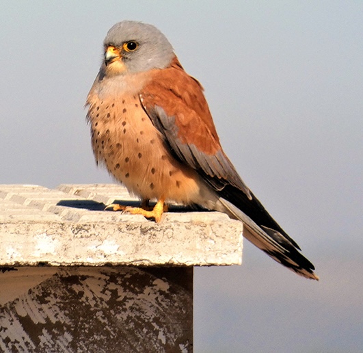Picture of a male kestrel