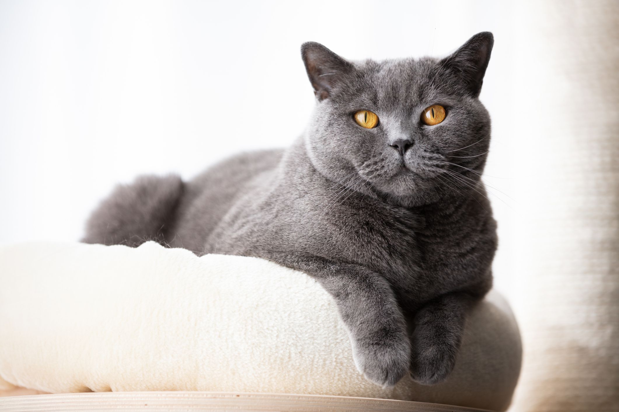 British Blue cat