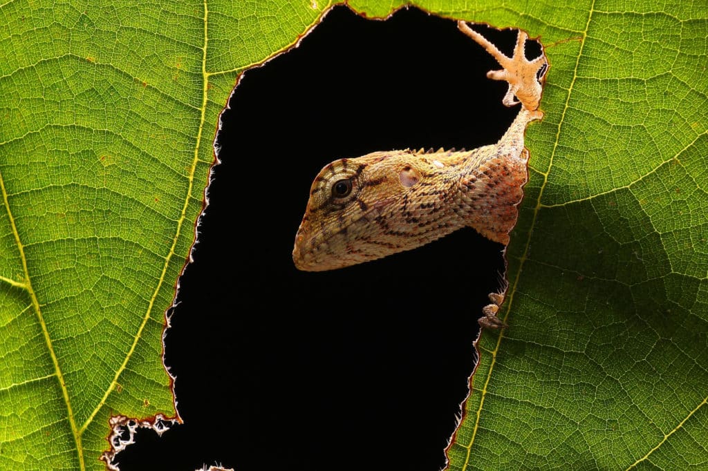 A chameleon looking through a hole in a green leaf